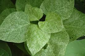 Attēlu rezultāti vaicājumam “Catalpa ovata leaf”