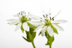 Attēlu rezultāti vaicājumam “Stellaria media flower”