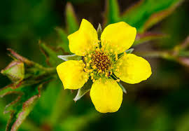 Image result for Geum urbanum