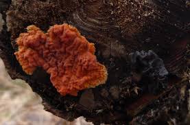 Attēlu rezultāti vaicājumam “Peniophora laurentii”