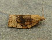 Attēlu rezultāti vaicājumam “Pandemis cinnamomeana female”