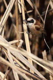 Attēlu rezultāti vaicājumam “Remiz pendulinus”