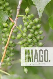 Attēlu rezultāti vaicājumam “Populus x canadensis fruit”