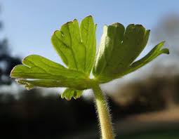 Attēlu rezultāti vaicājumam “Geranium pyrenaicum leaf”