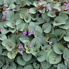 Attēlu rezultāti vaicājumam “Viola x williamsii”