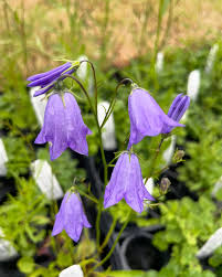 Attēlu rezultāti vaicājumam “Campanula rotundifolia flower”