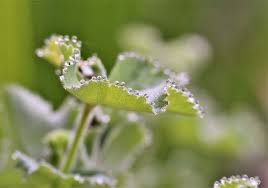 Image result for Frauenmantel