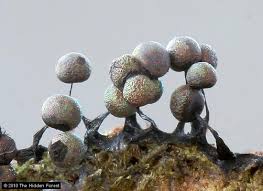 Attēlu rezultāti vaicājumam “Lamproderma pulchellum macro”