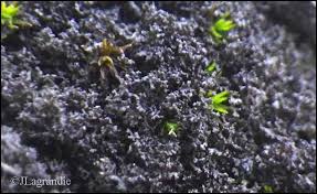 Attēlu rezultāti vaicājumam “Leptogium lichenoides”