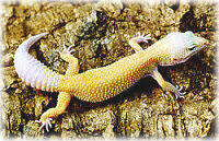 Attēlu rezultāti vaicājumam “Sauria”