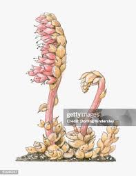 Attēlu rezultāti vaicājumam “Lathraea squamaria flower”