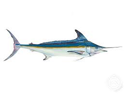 Image result for Kajikia albida