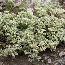 Attēlu rezultāti vaicājumam “Scleranthus perennis flower”