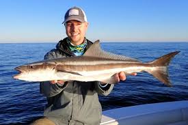 Image result for Rachycentron canadum