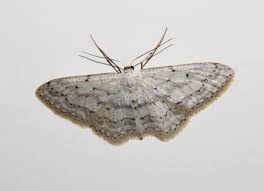 Attēlu rezultāti vaicājumam “Idaea seriata”