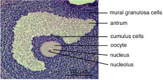 Attēlu rezultāti vaicājumam “Leiocolea rutheana cells”