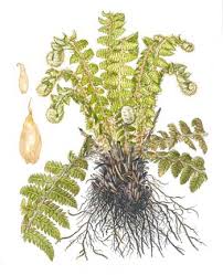 Attēlu rezultāti vaicājumam “Polystichum braunii”