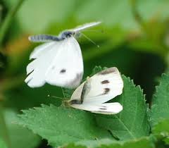 Attēlu rezultāti vaicājumam “Pieris rapae male”