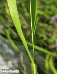 Attēlu rezultāti vaicājumam “Brachypodium sylvaticum”