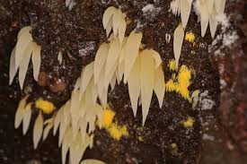 Attēlu rezultāti vaicājumam “Mucronella”