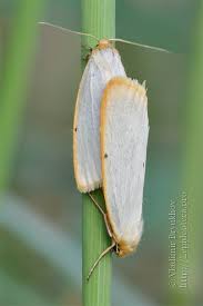 Attēlu rezultāti vaicājumam “Cybosia mesomella”
