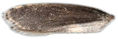 Attēlu rezultāti vaicājumam “Acrolepiopsis assectella”