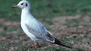 Attēlu rezultāti vaicājumam “Larus ridibundus”