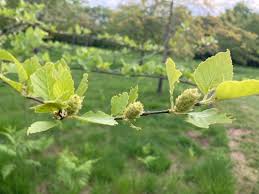 Attēlu rezultāti vaicājumam “Betula humilis”