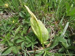 Attēlu rezultāti vaicājumam “Ophioglossum vulgatum”