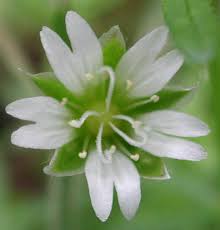 Attēlu rezultāti vaicājumam “Stellaria longifolia flower”