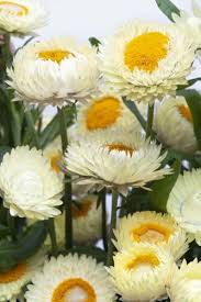 Image result for Helichrysum bracteatum