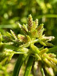 Attēlu rezultāti vaicājumam “Cyperus fuscus”