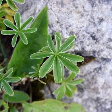 Attēlu rezultāti vaicājumam “Alchemilla subcrenata”