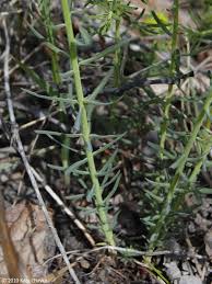 Attēlu rezultāti vaicājumam “Euphorbia cyparissias fruit”