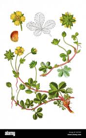 Attēlu rezultāti vaicājumam “Potentilla reptans”