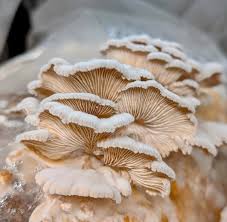 Attēlu rezultāti vaicājumam “Schizophyllum commune”