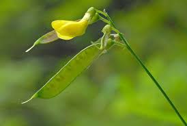 Attēlu rezultāti vaicājumam “Lathyrus pratensis fruit”