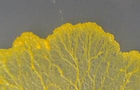 Attēlu rezultāti vaicājumam “Physarum obscurum plasmodium”