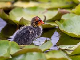 Attēlu rezultāti vaicājumam “Fulica atra”