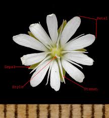 Attēlu rezultāti vaicājumam “Stellaria crassifolia”
