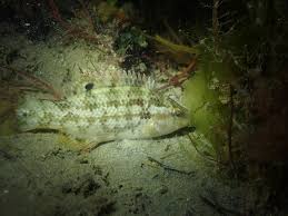 Image result for Symphodus bailloni