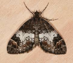 Attēlu rezultāti vaicājumam “Dysstroma truncata”