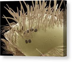 Attēlu rezultāti vaicājumam “Anthrenus sp. larva”