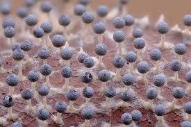 Attēlu rezultāti vaicājumam “Diachea sp.”