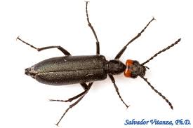 Attēlu rezultāti vaicājumam “Meloidae”