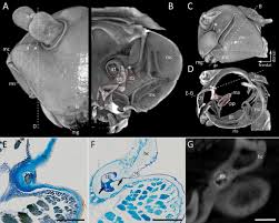 Attēlu rezultāti vaicājumam “Strongylosoma pallipes”
