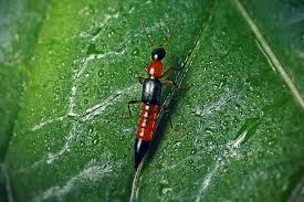 Attēlu rezultāti vaicājumam “Staphylinidae”