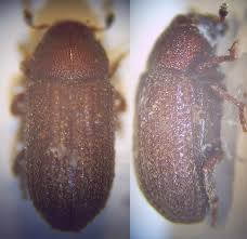 Attēlu rezultāti vaicājumam “Tomicus minor”