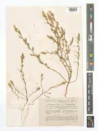 Attēlu rezultāti vaicājumam “Corispermum hyssopifolium”