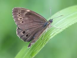 Attēlu rezultāti vaicājumam “Lopinga achine upperside”